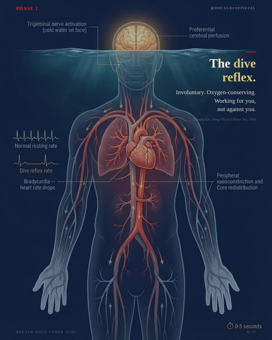 Anatomical illustration showing the mammalian dive reflex. Trigeminal nerve activation triggers bradycardia, peripheral vasoconstriction, and preferential cerebral perfusion within seconds of cold water contact with the face. Surf Intel slide: 'The dive reflex. Involuntary. Oxygen-conserving.'